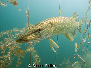 Northern pike by Beate Seiler 